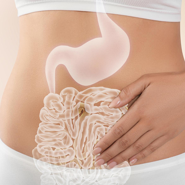 Wolffia globosa Health Benefits for Digestive System